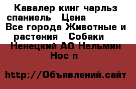 Кавалер кинг чарльз спаниель › Цена ­ 40 000 - Все города Животные и растения » Собаки   . Ненецкий АО,Нельмин Нос п.